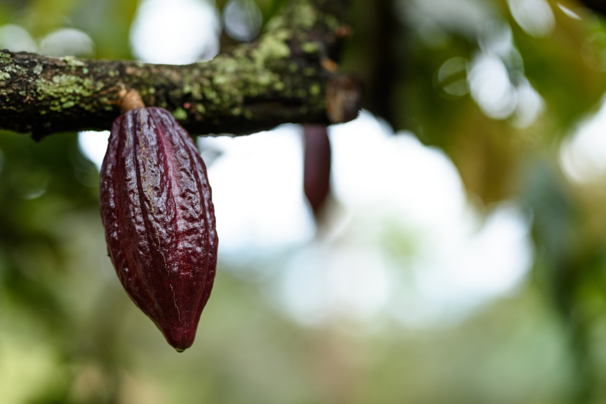 Cacao maturo color viola appeso al ramo di un albero per il bilancio di sostenibilità Icam.