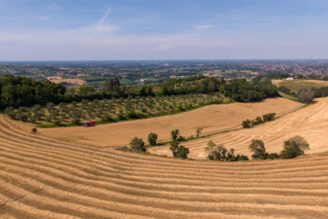 Veduta panoramica di un campo di grano Plasmon dorato con mietitrebbia, simbolo di qualità e tracciabilità agricola.