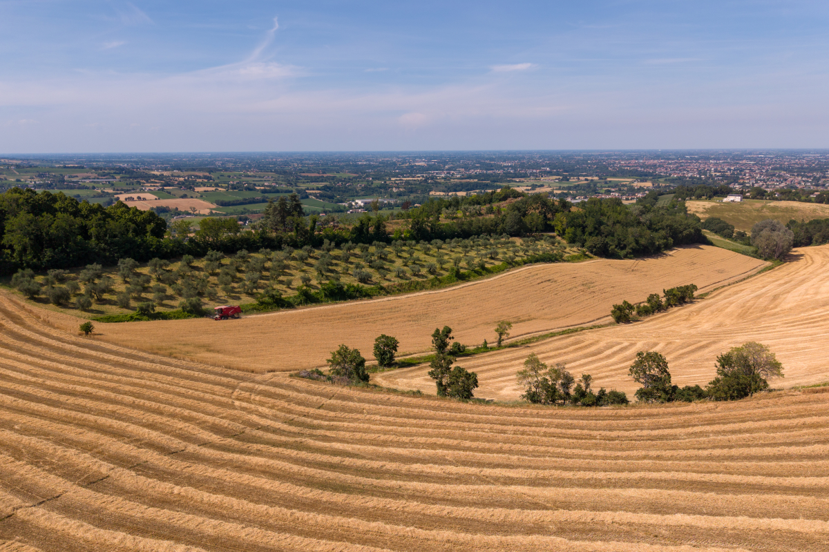 Veduta panoramica di un campo di grano Plasmon dorato con mietitrebbia, simbolo di qualità e tracciabilità agricola.