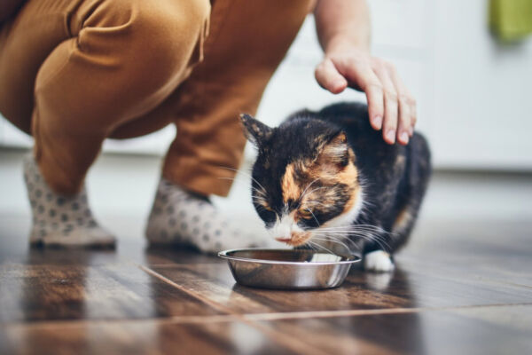Gatto tricolore mangia petfood da una ciotola in metallo mentre il proprietario lo accarezza in casa.