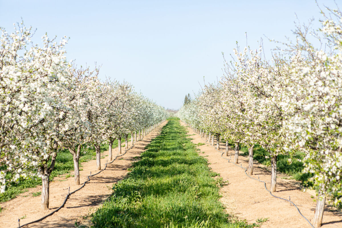Frutteti di Prugne della California in piena fioritura primaverile con filari di alberi bianchi e prato verde centrale.