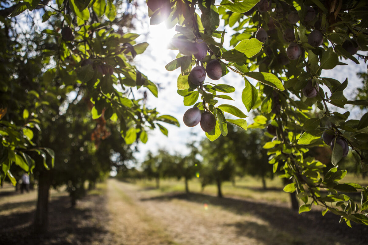 Frutteto di Prugne della California con alberi carichi di frutti maturi illuminati dalla luce del sole.