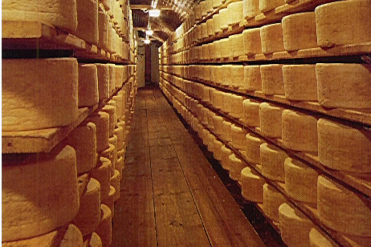 Stagionatura del formaggio Gorgonzola DOP in celle sotterranee con scaffalature in legno cariche di forme di formaggio.