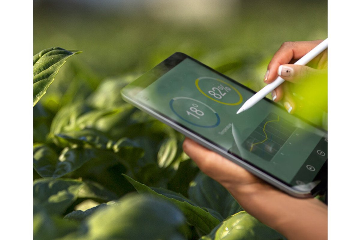 Mano con tablet e stilo tra foglie verdi: monitoraggio agricolo e lotta allo spreco alimentare Barilla