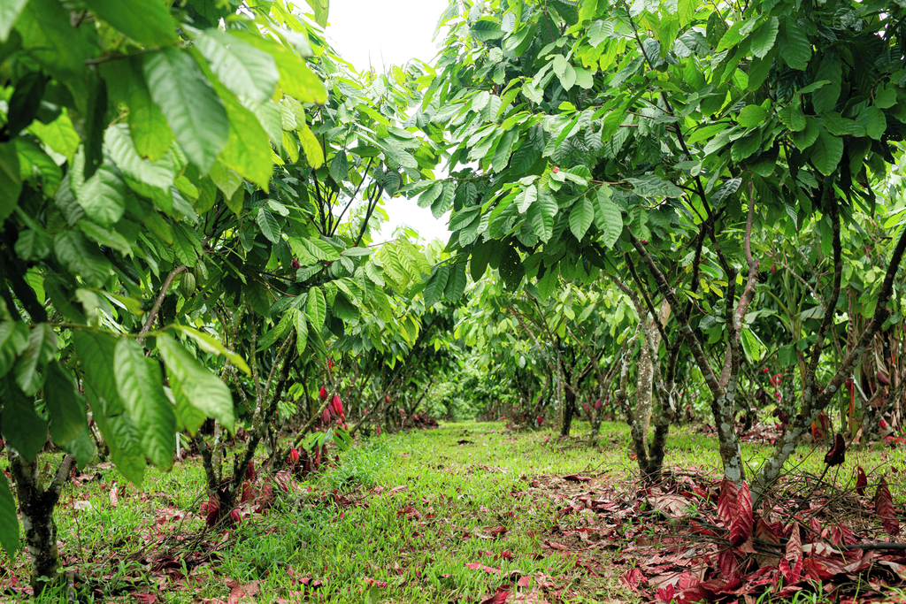 Piante di cacao in una piantagione verde e lussureggiante per il nuovo fondente Ritter Sport