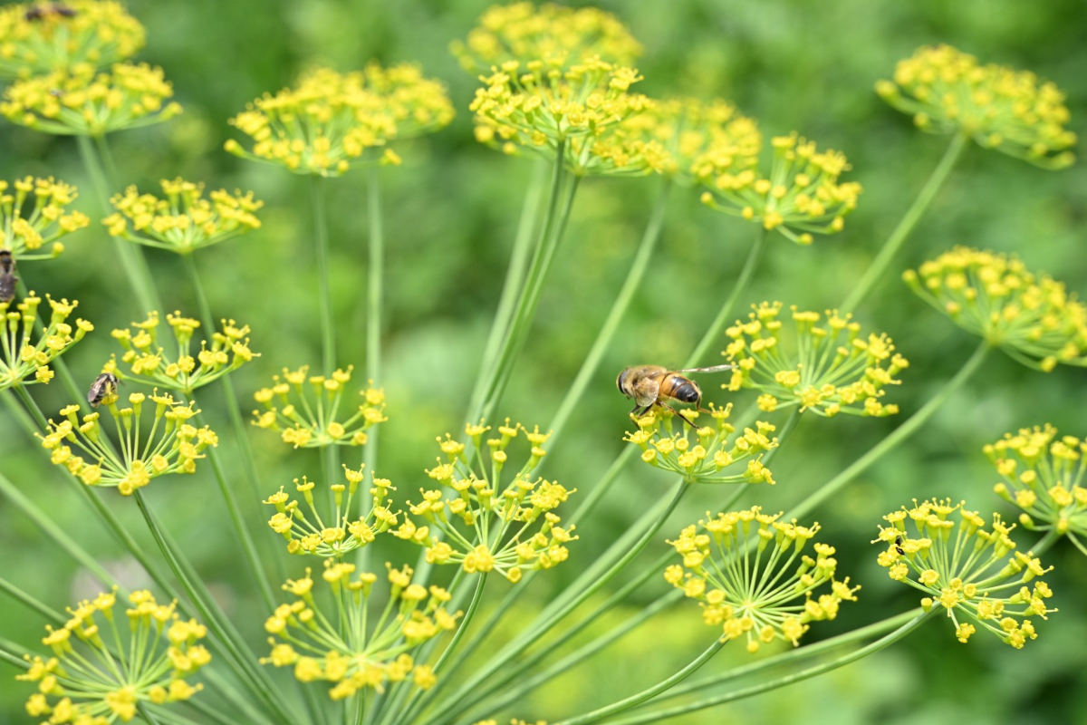 Ape su ombrelli di finocchio selvatico in fiore, impollinazione naturale nella Società Agricola Guagnellina