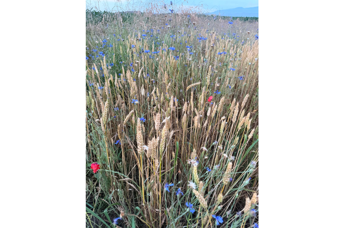 Campo di grano maturo con fiordalisi blu e papaveri rossi, paesaggio rurale naturale e cielo azzurro