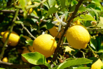Rami di limoni maturi con foglie verdi e fiore bianco, simbolo del succo di limone Polenghi