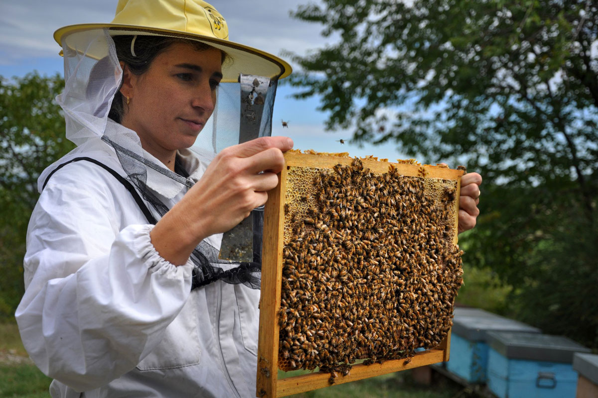 Apicoltrice Mielizia in tuta protettiva esamina favo con api: filiera corta e qualità certificata dal fiore a te.