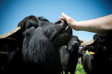 buffalo milk-Fattorie Garofalo