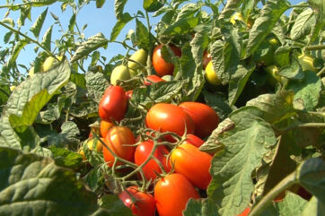 tomato sector-Ripe Roma tomatoes growing on the vine. Fresh, organic garden vegetables.