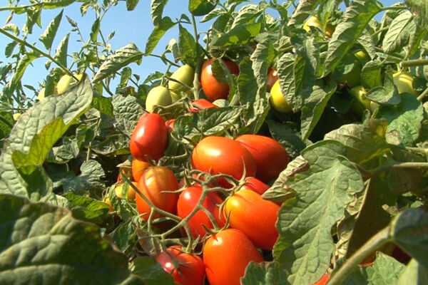 tomato sector-Ripe Roma tomatoes growing on the vine. Fresh, organic garden vegetables.