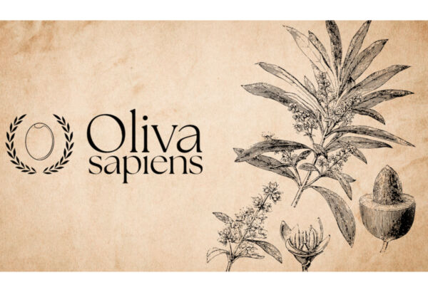 Oliva Sapiens logo. Botanical illustration of olive branch, leaves, flower, and olive. Madama Oliva innovation hub.