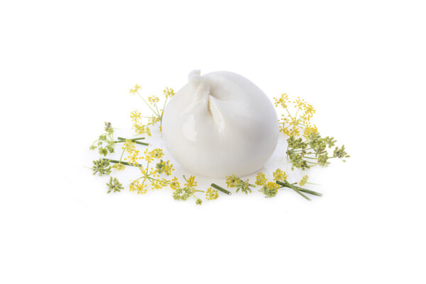 Fresh Italian burrata cheese ball garnished with yellow fennel flowers, isolated on a white background for food awards.
