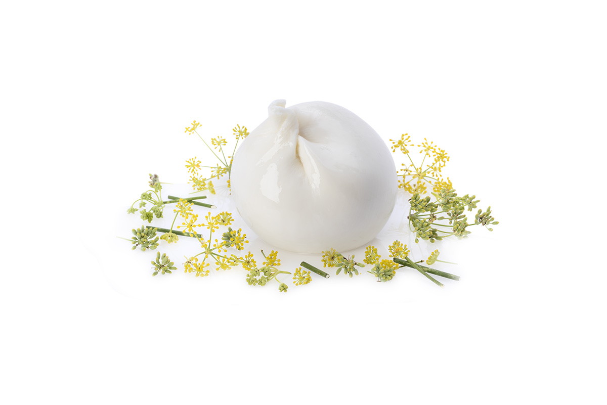 Fresh Italian burrata cheese ball garnished with yellow fennel flowers, isolated on a white background for food awards.