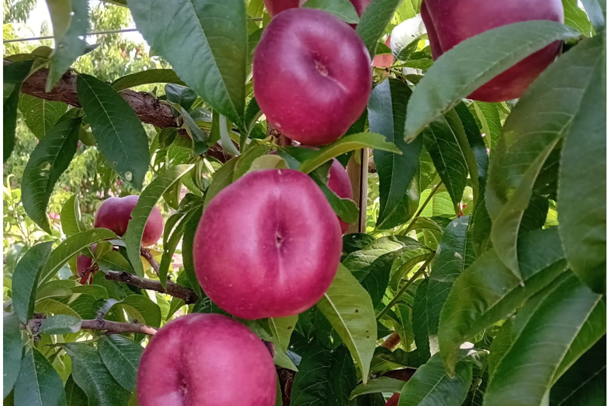 Ripe, deep red flat nectarines hanging on a lush green tree branch in an orchard, perfect for summer fruit harvesting.