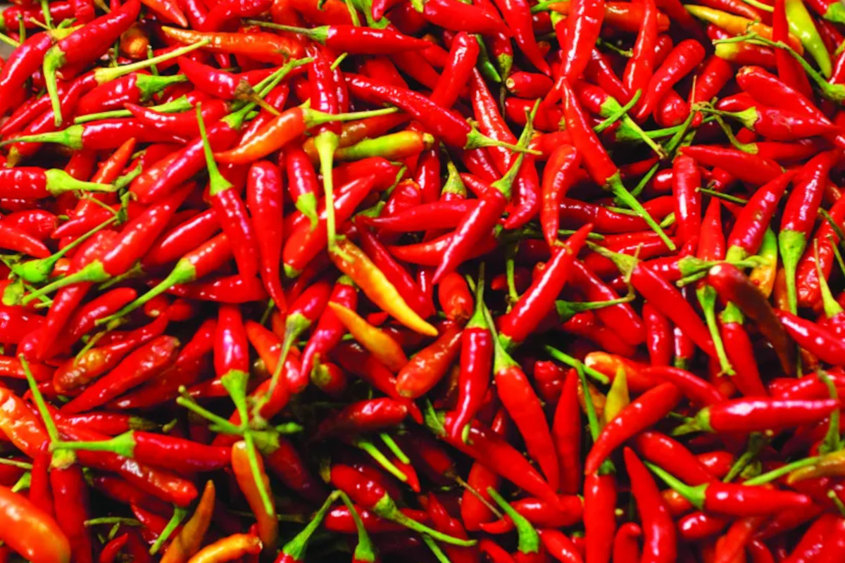 Fresh Peperoncino di Calabria PGI red chili peppers piled together, highlighting the vibrant color of Italian specialties.