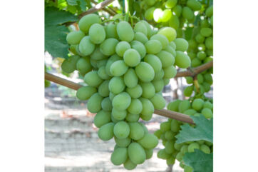 Large, plump clusters of fresh Sugar Crisp green grapes hanging on a vine in a sunlit vineyard. - seeless grape-Naturitalia-Italian table grape