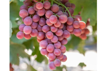 Large cluster of fresh, ripe Sweet Celebration red grapes hanging on a vine with green leaves in a vineyard. - Naturitalia