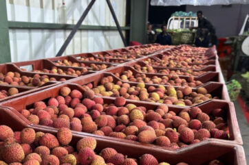 Rows of fresh lychee fruit in plastic crates at an Orsero and Trucco distribution facility for North American export.