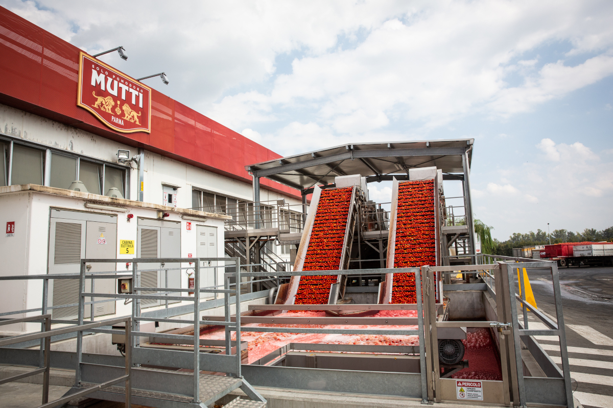 Mutti Parma plant tomato processing line with fresh red tomatoes on conveyors during 2026 tomato campaign.