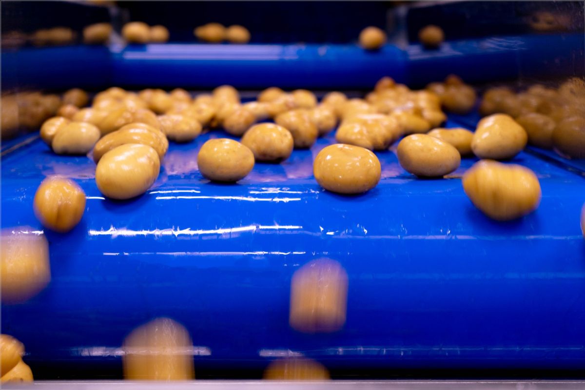 Patate pronte all'uso su nastro trasportatore blu. Ortaggi per ristorazione efficiente.