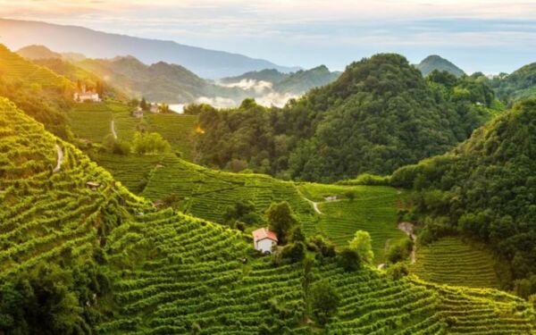 Vigneti di Conegliano Valdobbiadene, patrimonio UNESCO. Colline verdeggianti per la produzione del Prosecco.