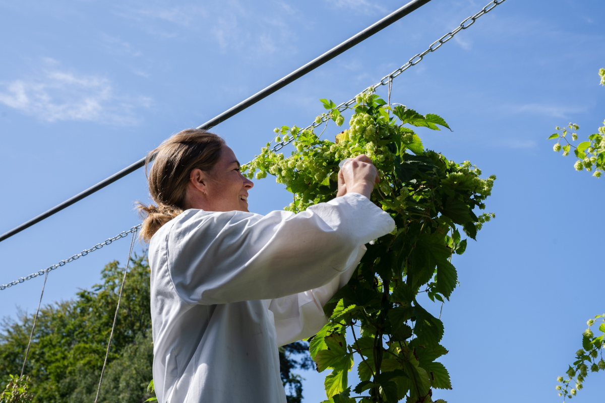 Ricercatrice Carlsberg analizza il DNA del luppolo in campo per la ricerca scientifica sulla produzione di birra.