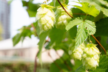Fiori di luppolo verde fresco su una pianta, ingrediente essenziale per la produzione di birra Carlsberg.