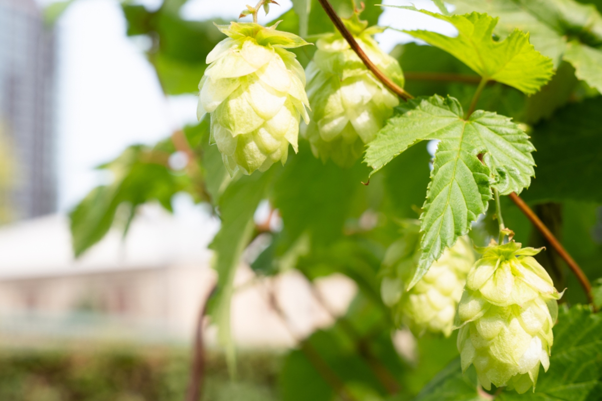 Fiori di luppolo verde fresco su una pianta, ingrediente essenziale per la produzione di birra Carlsberg.