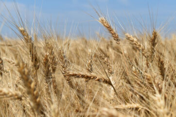 Campo di grano tenero maturo con spighe dorate pronte per la produzione di farine italiane