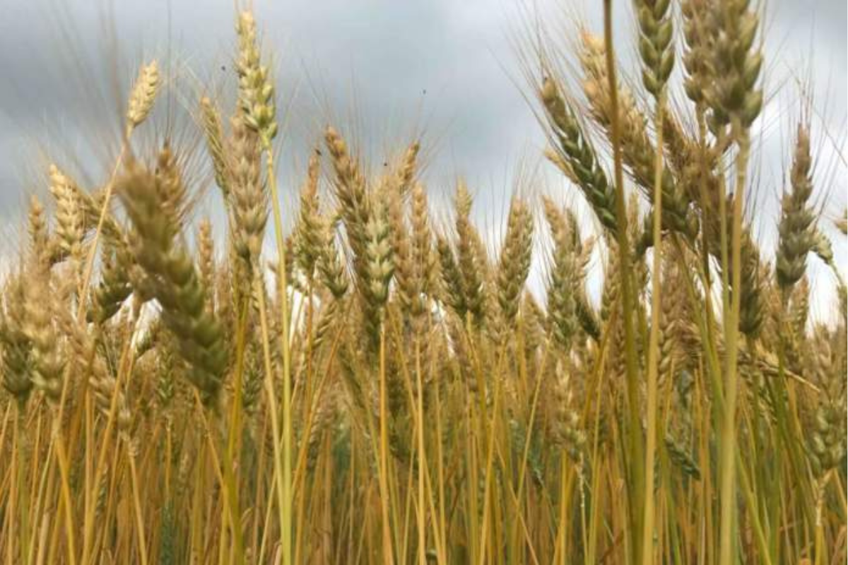 Italmopa, grano tenero 2025: produzione e qualità soddisfacenti