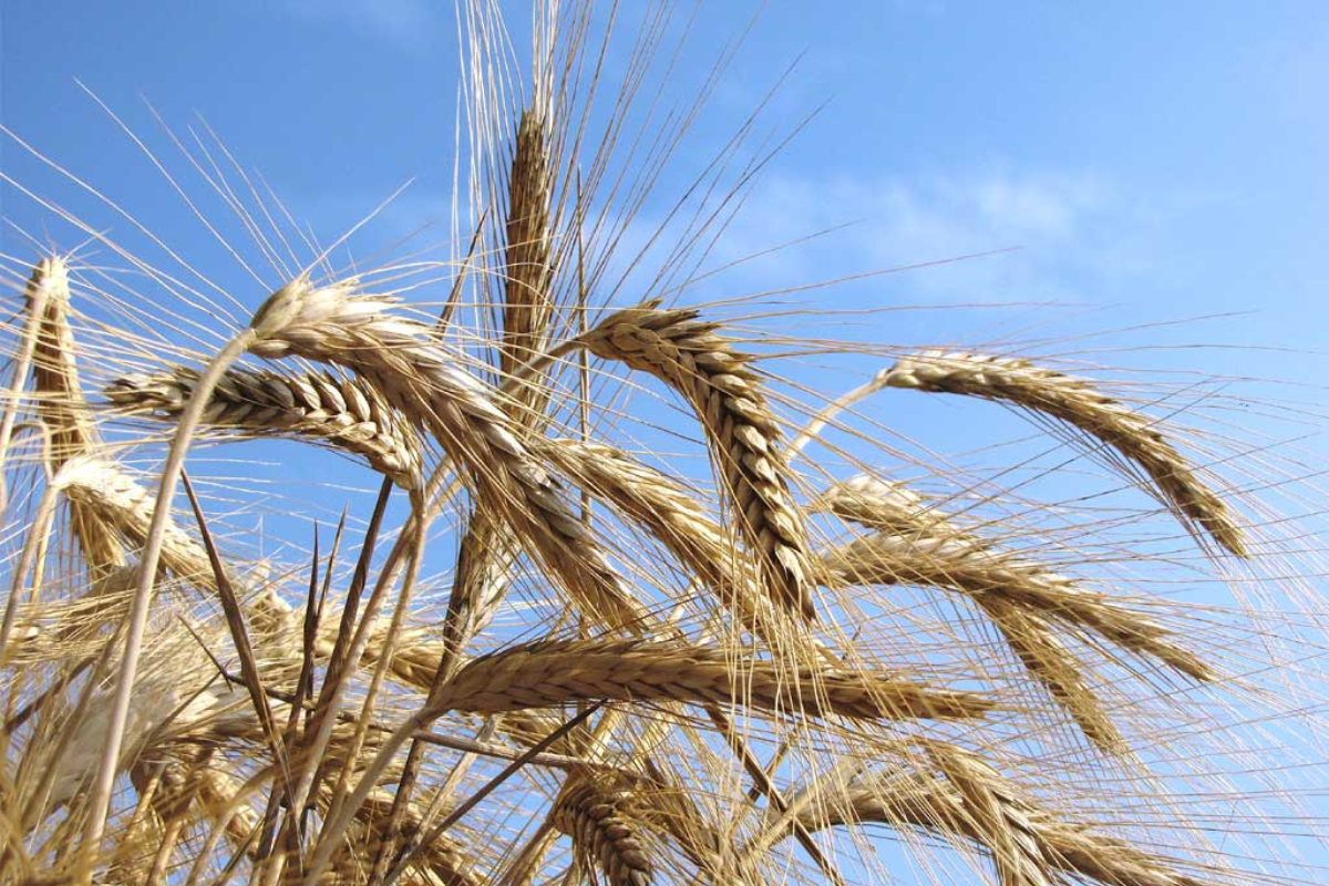 ITALMOPA, raccolto grano duro 2025: volumi in crescita e buona qualità