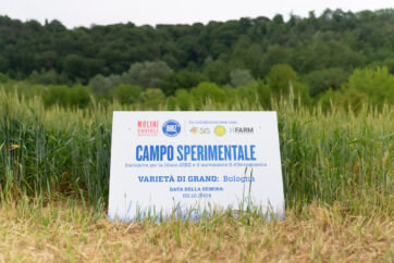 Campo sperimentale OIRZ Molini Fagioli. Varietà di grano Bologna. Filiera virtuosa e innovazione agricola.
