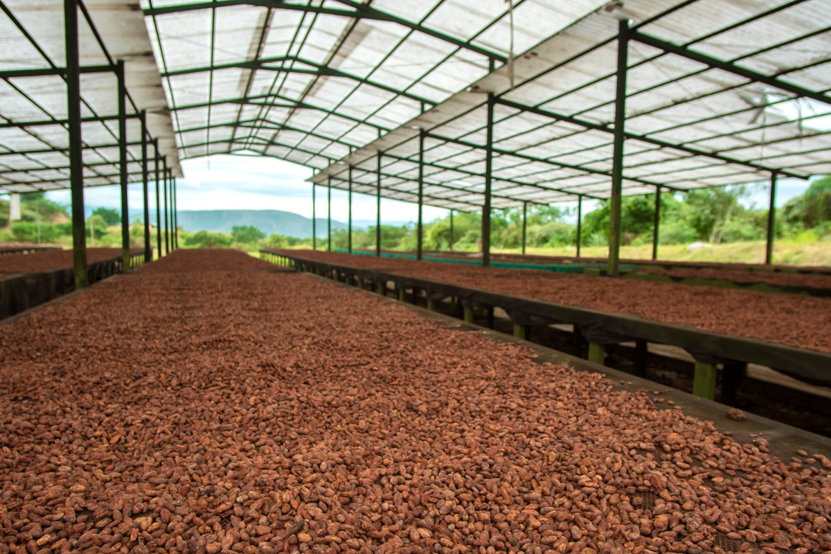 Essiccazione cacao biologico ICAM in Perù. Sostenibilità e qualità del cacao ICAM.