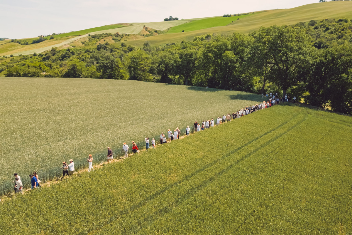 Lunga fila di persone cammina tra i campi di grano del Molino Paolo Mariani per l'evento 360 Grani dedicato all'Arte Bianca.
