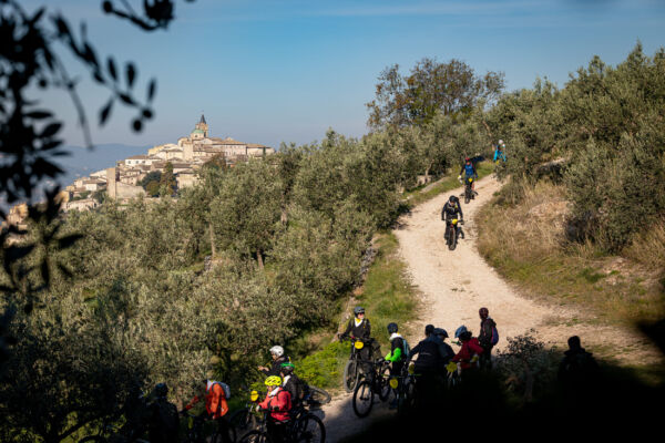 Ciclisti in mountain bike tra gli uliveti umbri durante l'evento Frantoi Aperti, con borgo medievale sullo sfondo.