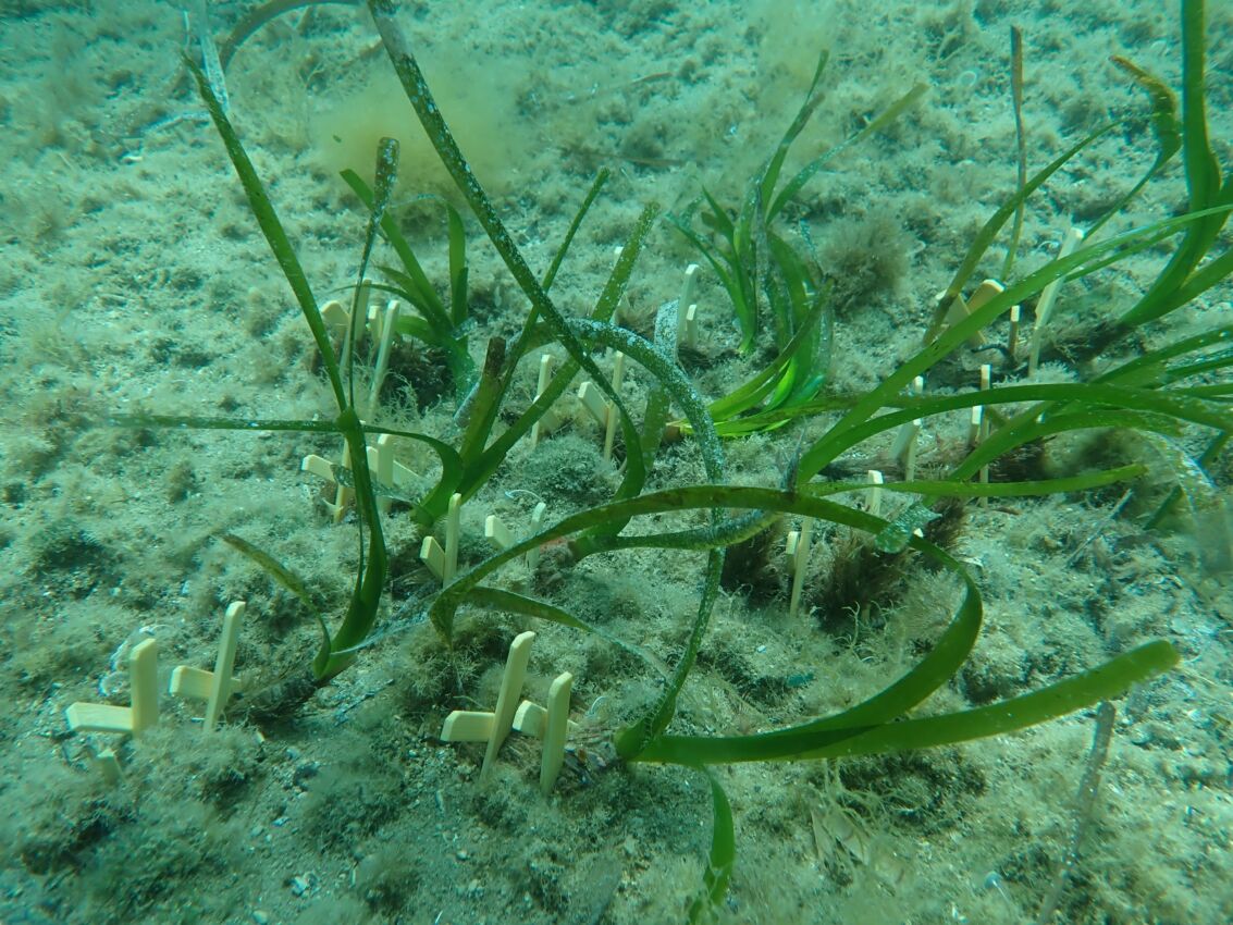 Restauro di Posidonia oceanica con supporti in bambù nel fondale marino del progetto NIVEA Oasi Marina a Ischia.